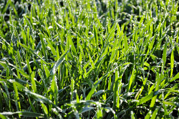 green grass background