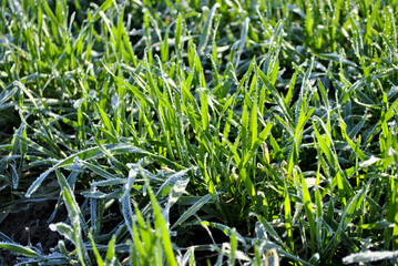 grass in the wind
