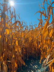 walking through a corn maze on a sunny day