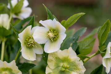 Helleborus orientalis Pretty Ellen White in garden