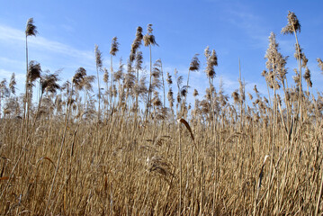 reed in the wind