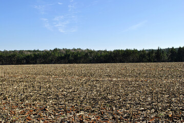 plowed field in the morning