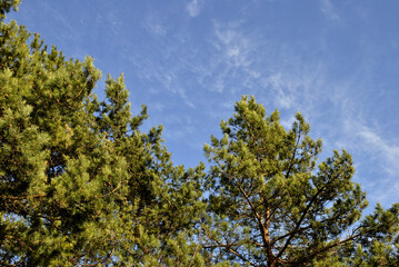 trees and sky