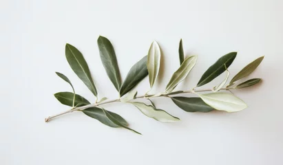 Fototapeten olive branch with leaves © paul