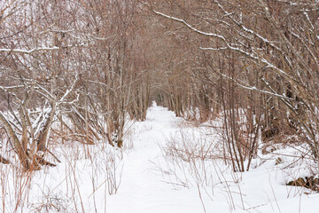 the old road in winter