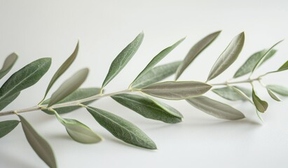 olive branch with leaves
