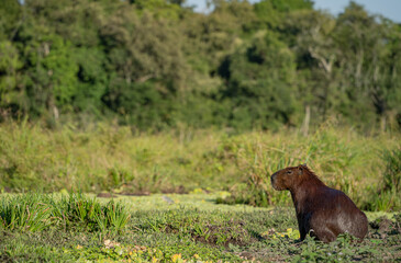 thinking capybara