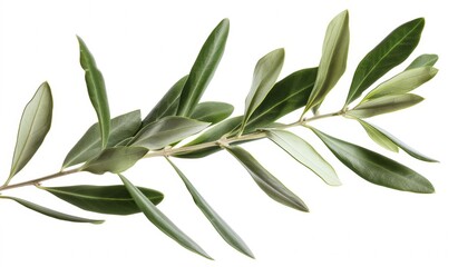 olive branch isolated on white