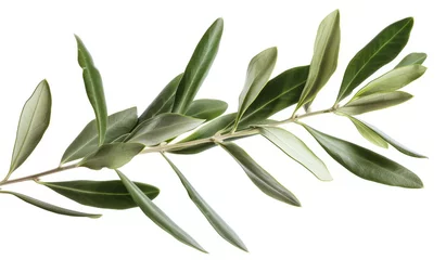 Fototapeten olive branch isolated on white © paul
