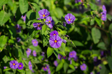 flowers in the garden