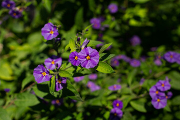 Obraz premium butterfly on a flower