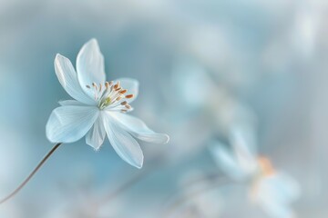 Fototapeta premium Gentle Breeze on Delicate Bloom in Soft Focus