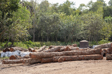 Fototapeta na wymiar Apilamientos de madera en rollo de Manilkara zapota en México