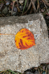 Bright Aspen Leaf on Granite rock
