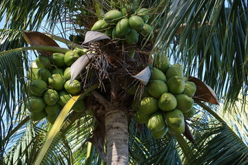 Palme mit Kokosnüssen, Miami, Florida