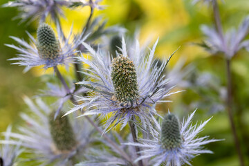 Eryngium alpinum 'Blue Jackpot' also known as Blue Sea Holly