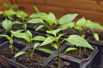 Growing young pepper seedlings.Hobbies: gardening