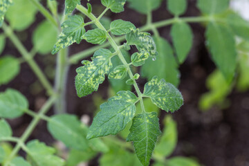 diseased tomato leaves close up