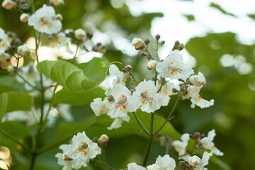 Catalpa bignonioides flowers, also known as southern catalpa cigar tree and Indian bean.
