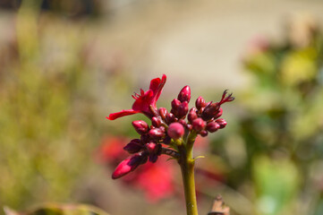 red and yellow flowers