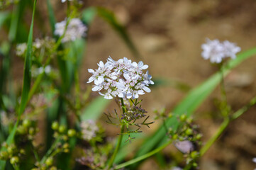 flowers in the garden white coriander flora, organic vegetable close up