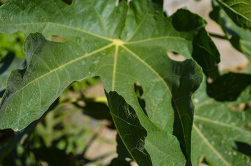 leaves of a tree nature macro garden