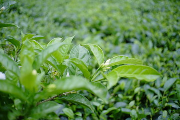 green tea leaves