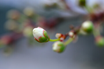 The beginning of cherry blossoming. Early spring.