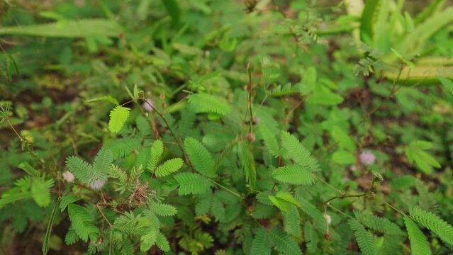 Sensitive plant responds to human touch, leaves close rapidly in botanical garden. Mimosa pudica display thigmonastic movement, nature behavior captivates viewers, educational demonstration.