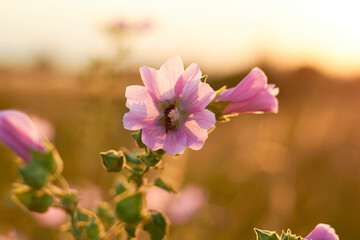 Althea officinalis. Bee on a pink flower in the wild.