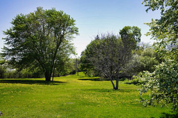 Colts Foot yellow spring flowers carpet the lawns of the Dominion Arboretum garden in mid-may in Ottawa, Ontario Canada