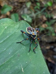 Big insect in the forest 