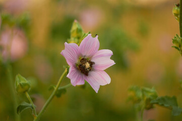 Althea officinalis. Bee on a pink flower in the wild.