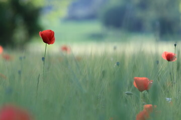 fiori di papavero in un campo al tramonto - obrazy, fototapety, plakaty