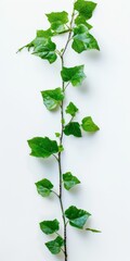 Fototapeta premium Ivy Branch with Green Leaves, Illustration Isolated on White Background. Generative AI. 