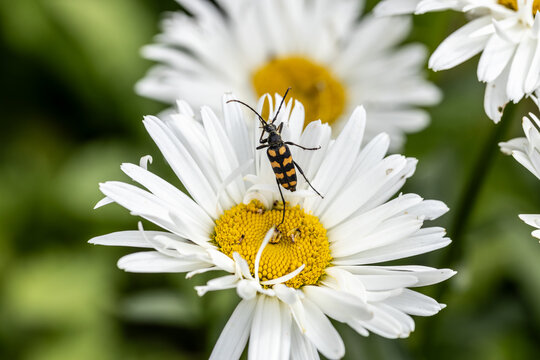Plagionotus arcuatus, striped longhorned beetle close-up on chamomile flower
