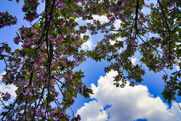 Pink crabapple blossoms frame a bright blue sky with clouds at the Dominion Arboretum,Ottawa,Ontario,Canada