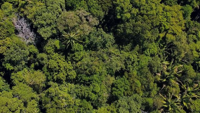 Aerial treetop view of forest on Chapada hill during summer in Nobres Bom Jardim Mato Grosso
