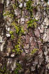 Texture of tree bark with moss.