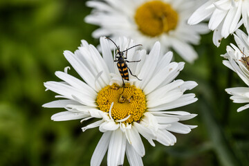Obraz premium Plagionotus arcuatus, striped longhorned beetle close-up on chamomile flower
