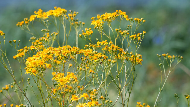 Jacobaea Vulgaris or Senecio Jacobaea. Common names include ragwort, stinking willie, tansy ragwort, benweed, st. james wort, stinking nanny.