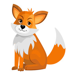  Red fox on white background