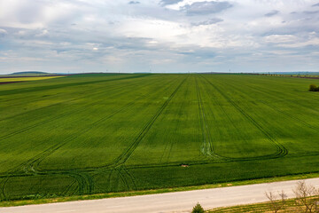 Obraz premium Aerial landscape of young green wheat, road and cloudy sky