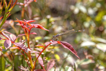 A colorful dragonfly balancing on a leaf.