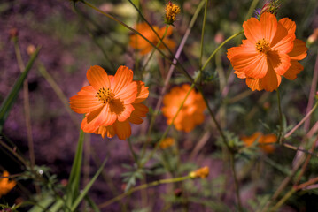 cosmos flower cosmos bipinnatus three flower slightly blurred backgroung