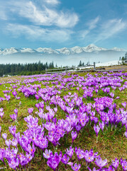 Colorful blooming purple Crocus heuffelianus (Crocus vernus) alpine flowers on spring Carpathian mountain plateau valley, Ukraine, Europe. Beautiful conceptual spring landscape.
