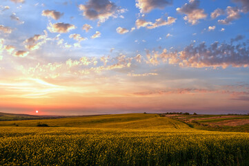 Spring sunset rapeseed yellow blooming fields view, blue sky with clouds in evening sunlight....