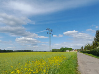 Rapsfeld am Dorf