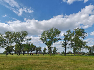 Weideland bei Brielow im Havelland