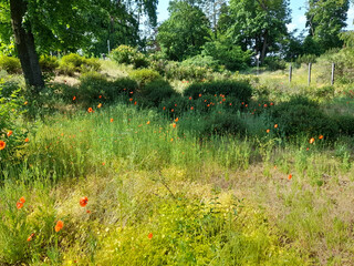 Wiese mit Mohn